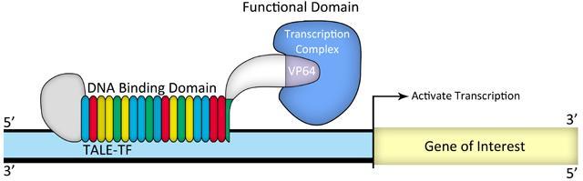 Gene editing usando Transcription Activator-Like Effector Nucleases (TALEN) Gli effettori TAL (simili a ZFN) sono proteine che vengono secrete dai batteri Xanthomonas, che le iniettano nelle cellule