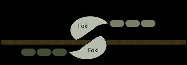 sono state usate varianti del dominio nucleasico di FokI progettando mutazioni per migliorarne la