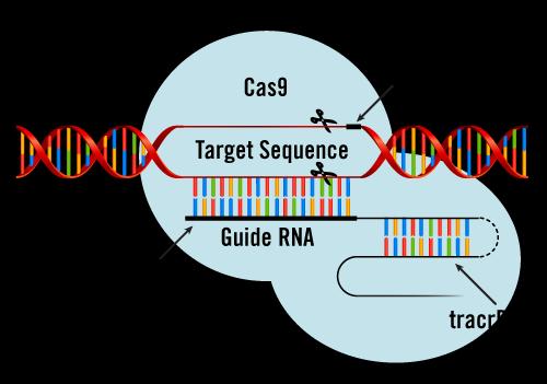 CRISPR/Cas9 sta diventando uno strumento di primo piano nel