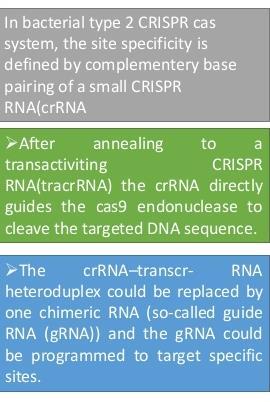 per ogni sequenza target di DNA, un processo più complesso e