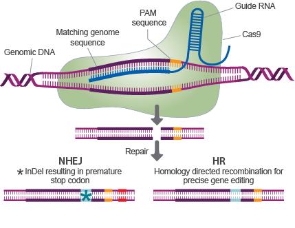 Gene editing e CRISPR/Cas9 Il genome editing è una tecnica che consente di: Introdurre, Eliminare, o