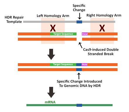 Genome editing: