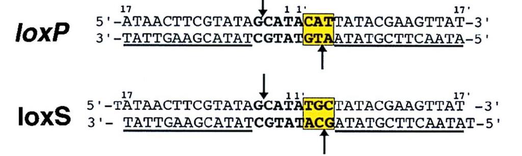 Genome editing: Ricombinazione sequenza-specifica: modello Cre-Lox In alcuni organismi inferiori (virus) esistono sistemi di ricombinazione sequenza-specifica.