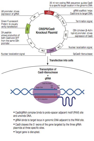 Gene editing by Homology-Directed Repair (HDR) - CRISPR/Cas9 plasmids Cre/lox 3 plasmidi in uno: CRISPR/Cas9 Correzione genica Cre Ricombinasi Double Strand Break (DSB) Homologous