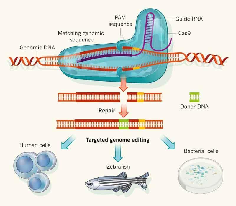 Clustered regularly-interspaced short palindromic repeats (CRISPR) Per queste sue caratteristiche, il sistema CRISPR/Cas è usato nell'ingegneria genetica (rimuovendo, aggiungendo o modificando la
