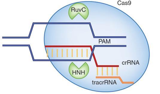 CRISPR/Cas system e gene editing Cas9 è una nucleasi specializzata nel taglio del DNA: ha due siti di taglio attivi (HNH and RuvC), uno