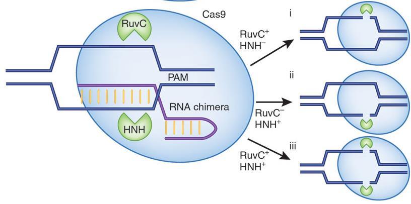 Il team di Doudna e Charpentier ha dimostrato che è possibile disabilitare uno o entrambi i siti, preservando la capacità della Cas9 di