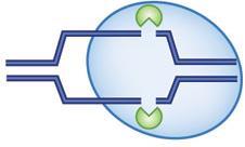 DNA target Nel 2012 Jinek M ha combinato tracrrna e RNA spaziatore in una singola molecola di "RNA a guida" che, unita a Cas9, riusciva a