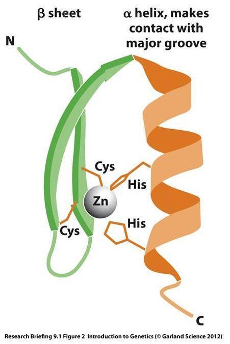 Gene editing usando nucleasi a dita di zinco L'enzima FokI, presente in natura nel batterio Flavobacterium