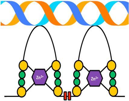 (senza ulteriori specificità di sequenza), producendo un taglio sul primo filamento 9 nucleotidi a valle e sul