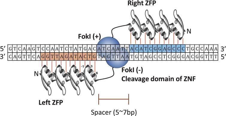 Il dominio di taglio non specifico del DNA dell endonucleasi FokI può essere usato per costruire nucleasi ibride