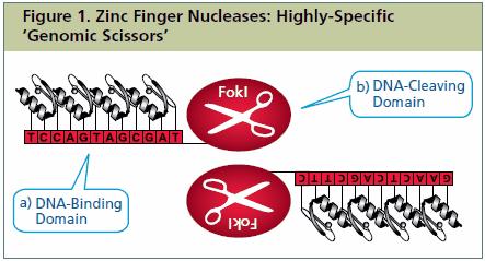 Nei primi anni 2000, la ricerca aveva sviluppato le nucleasi a dita di zinco, proteine sintetiche i cui