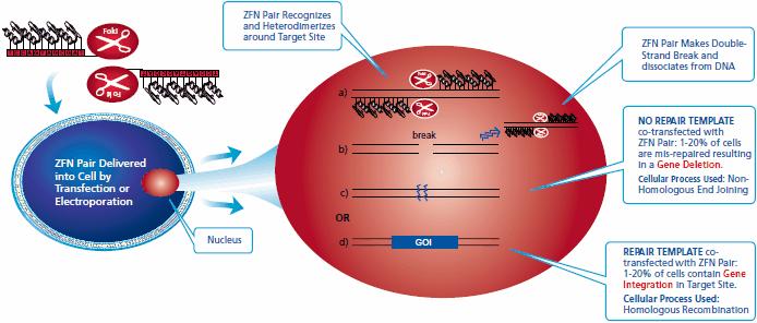 eliminare o alterare sequenze di DNA all interno del genoma in una posizione specifica.