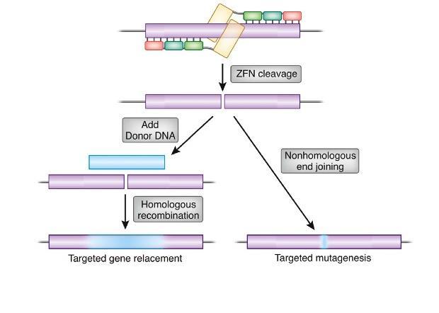 Gene editing usando nucleasi a dita di zinco La ZFN legherà i siti specifici sul