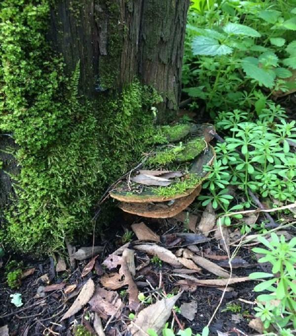 Carpofori di Phellinus torulosus su cipresso