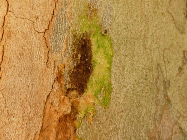 Il cancro colorato del platano è una tracheomicosi causata dal fungo ascomicete Ceratocystis platani, colpisce le piante appartenenti al genere Platanus; i sintomi sono caratterizzati da