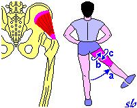 Quadrato femorale Altri muscoli che mobilizzano il piede Estensore lungo dell