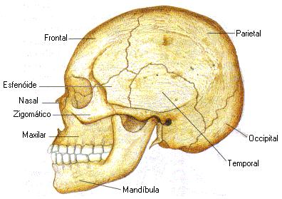 Nomenclatura delle ossa Testa Cranio Calotta cranica: 1 frontale, 2 parietali, 2 temporali, 1 occipitale, parte dello sfenoide Base cranica: in buona parte formata dallo sfenoidale, parte