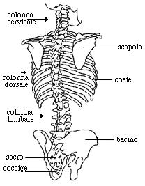 Torace Il torace è delimitato anteriormente dallo sterno (osso piatto), lateralmente da 12 paia di coste e posteriormente dal tratto toracico della colonna.