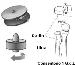 sincondrosi: tramite tessuto cartilagineo denso (movimento scarso, come nelle prime costole) sindesmosi o sinfimbrosi: tramite tessuto connettivo fibroso (movimento limitato, come nella sinfisi