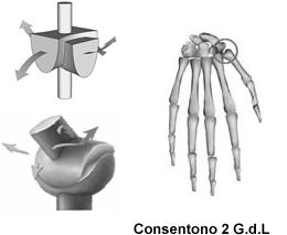 A SELLA o PEDARTROSI Movimenti permessi: flessione estensione, adduzione abduzione, circonduzione Sono articolazioni costituite da due superfici aventi ognuna due curvature, una concava e l'altra