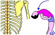 I muscoli non sono mai in uno stato di totale riposo, ma possiedono sempre uno stato di contrazione minima detto tono muscolare.