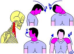 Sacrospinale (o Massa comune) Si suddivide in: - Lunghissimo del dorso - Lunghissimo del collo - Lunghissimo del capo