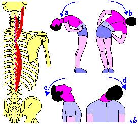 CAPO E COLLO c) estensione (Spinali del capo e del collo); d) inclinazione laterale (Spinali del capo e del collo).