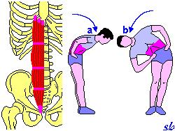 Psoas iliaco : b) adduzione; c) rotazione esterna; : d) inclinazione laterale (tratto lombare).