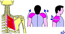 Gran dorsale a) estensione (tratto dorsale inferiore e lombare.