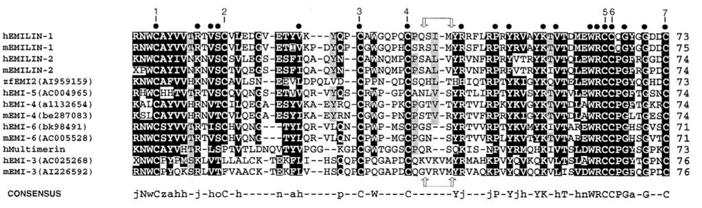 La comparazione delle sequenze aminoacidiche dedotte dalle sequenze geniche permette di comprendere il grado di correlazione fra le proteine di una famiglia genica Allineamento multiplo di sequenze