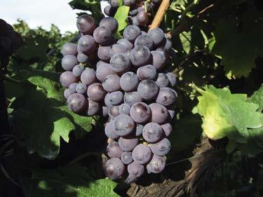 GRAFICO 3 - Profilo sensoriale medio dei vini prodotti da uve trattate con con effetto sul potenziale aromatico e del Equilibrio Amaro Corpo Piacevolezza Salato Acido Glera Attraenza 10 Intensità