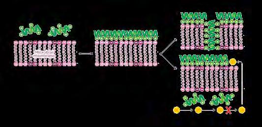 AMP = PEPTIDI ANTIMICROBICI La naturale difesa della cute Piccoli peptidi cationici (12 a 50 amminoacidi) prodotti dalle cellule epiteliali Partecipano alle naturali difese delle cute del cane sano