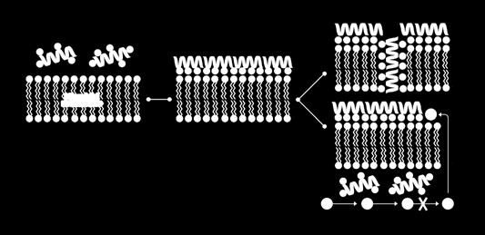 batteri (11) Lisi microrganismi Attrazione elettrostatica: STEP 1.