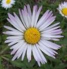 (2009) sulle piante spontanee utilizzabili in Puglia, ha messo in evidenza come ben 104 specie appartengono alle Asteraceae di cui 7 molto abbondanti e comunissime (Bellis Perennis, Calendula