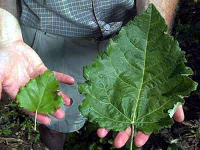 Prospettive di addomesticamento Parlare oggi di addomesticamento di una specie vegetale significa affrontare il problema del miglioramento genetico per individuare genotipi potenzialmente