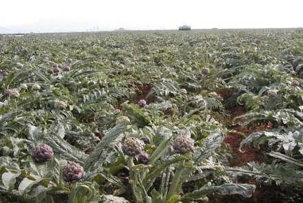 Verificata la capacità riproduttiva attraverso la raccolta dei semi, il trasferimento in ambienti più favorevoli alla crescita ha permesso l espressione di caratteristiche