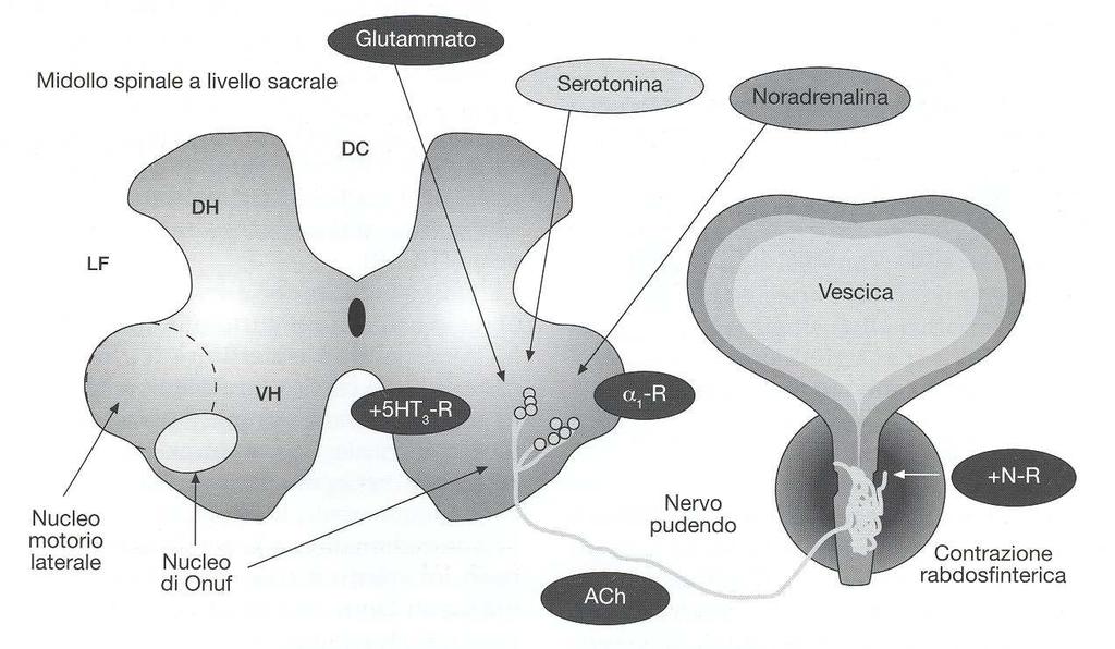 Inizialmente ammesso dalla FDA con l indicazione al trattamento medico della IUS è