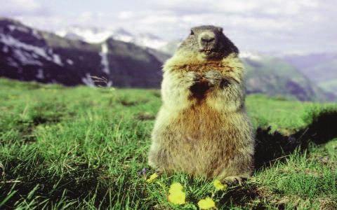 Attenzione per l ambiente Care for the environment Il Sestriere Film Festival promuove, tra i vari temi, anche la salvaguardia dell ambiente e del territorio, in particolare quello montano.