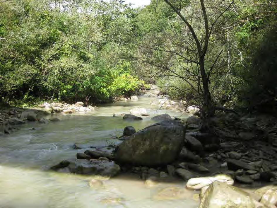 Risultati 14 Torrente Zingano (Località: Bivio Tottea-Alvi) La situazione della comunità ittica La comunità ittica di questa stazione, localizzata alla quota di 668 m slm, è composta esclusivamente