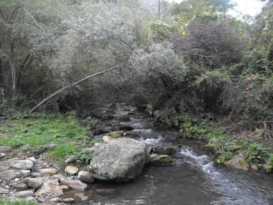 Risultati 5 Torrente Vomano (Località: Paladini) La situazione della comunità ittica Il campionamento ittico è stato effettuato in un tratto di torrente lungo 70 metri per una larghezza media di 2,5