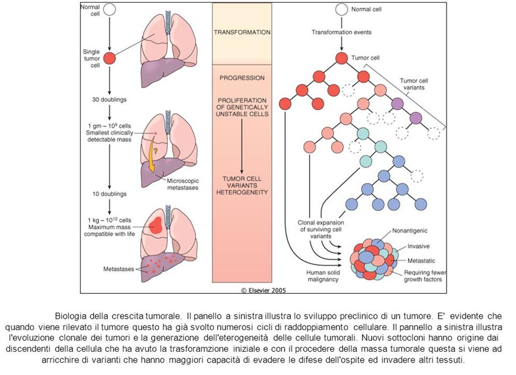 Il cancro è una malattia che si può sviluppare anche dopo lungo tempo dall esposizione agli agenti cancerogeni (esogeni ed endogeni).