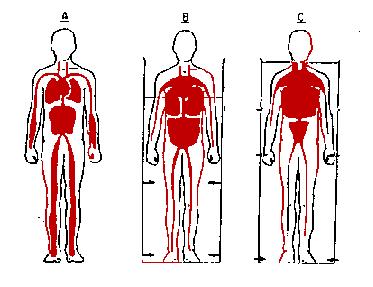 L ambiente acquatico e i principali apparati APPARATO CARDIOCIRCOLATORIO ritorno venoso facilitato