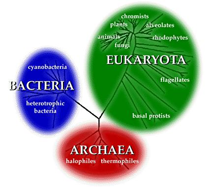 DNA, RNA & proteins