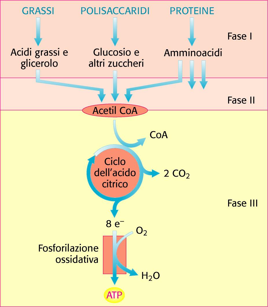 L estrazione dell energia dai composti