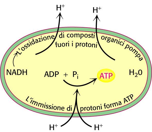 Gradienti protonici L ossidazione dei combustibili può favorire la