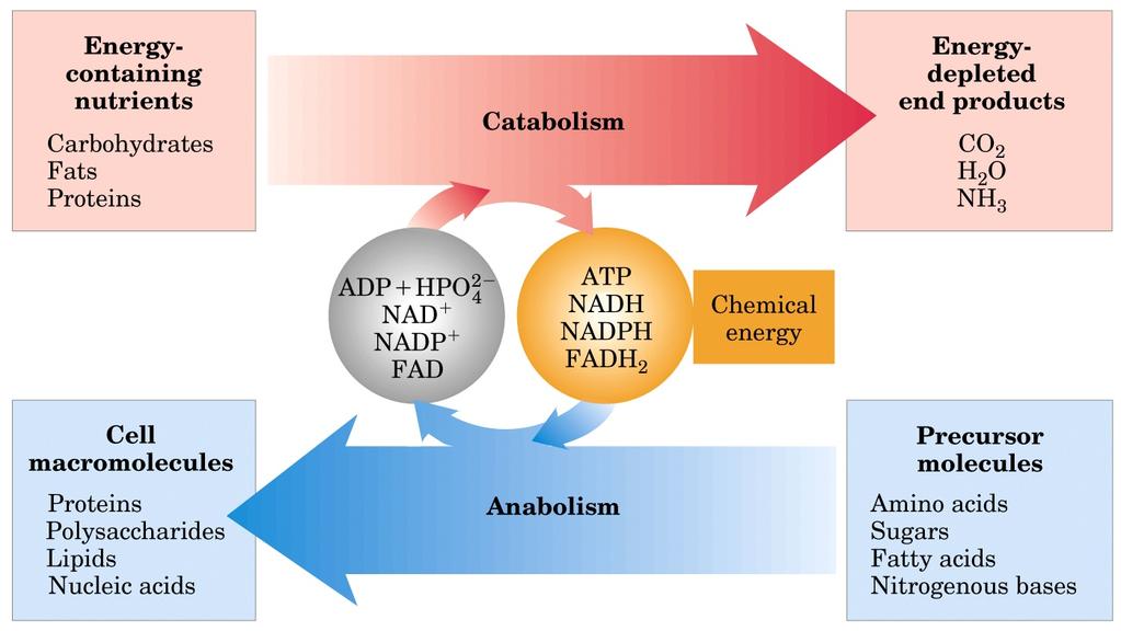 Sostanze nutrienti ricche di energia Carboidrati Grassi Proteine o ossidativo esoergonico Prodotti finali poveri di energia Energia chimica