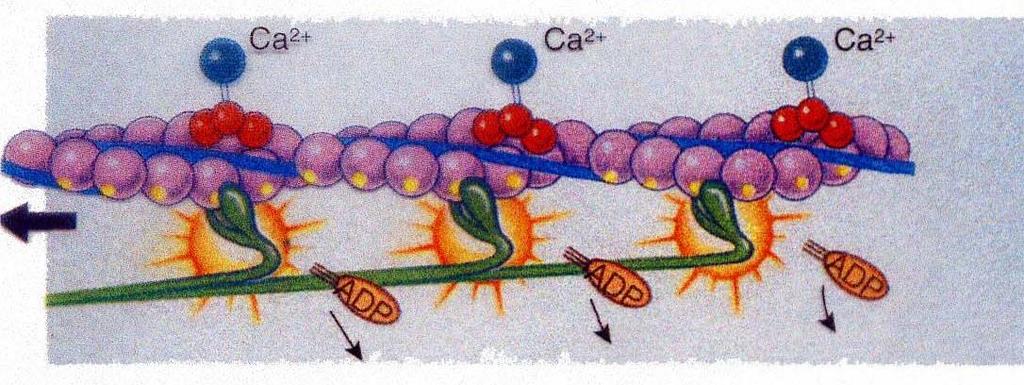 L Energia conservata nelle teste dei filamenti di miosina è utilizzata perché esse possano muoversi.