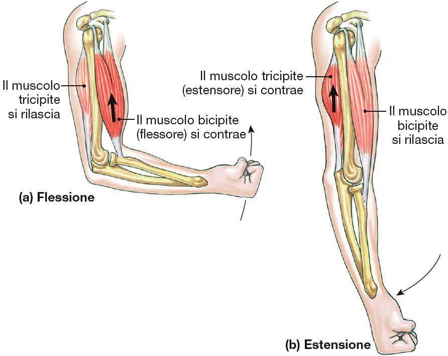 MUSCOLI ANTAGONISTI: bicipite / tricipite Un arto può estendersi o flettersi in seguito ad azione muscolare, coordinata dal SN.