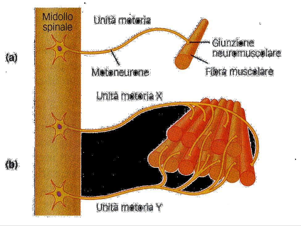 UNITA MOTORIA: il motoneurone + tutte le fibre muscolari ad esso connesse Ogni fibra è innervata da un solo motoneurone Il potenziale